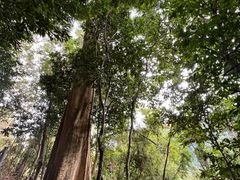 -海南热带雨林国家公园吊罗山景区