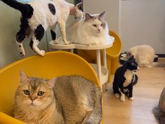 -有喵·猫咖·狗咖·30几只猫10只小狗(岗厦店)