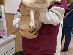 -瑞派康怡24h宠物医院·犬猫医疗中心·微创绝育(瑞景分院)