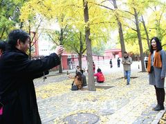 -三里屯东五街银杏大道