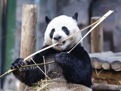 -栾川竹海野生动物园