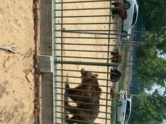 -秦皇岛野生动物园