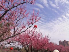 -莘庄梅园