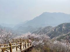 -大岭沟猕猴桃谷风景区