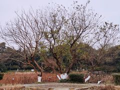 -八卦田遗址公园