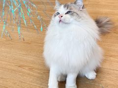 -有喵·猫咖·狗咖·30几只猫10只小狗(岗厦店)
