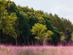 -昆山城市生态森林公园