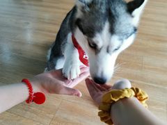 -Husky Go! 哈士奇体验馆·宠物咖啡厅狗咖
