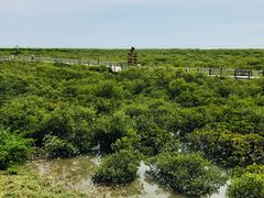 -北海金海湾红树林生态旅游区