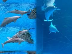 -珠海长隆海洋王国