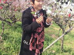 -南汇桃花村