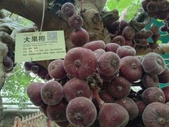 -呀路古热带植物园