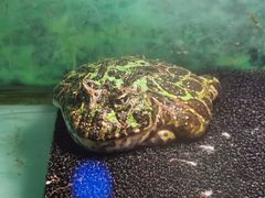 -上海大自然野生昆虫馆(东方明珠·爬宠昆虫探索中心)