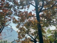 -广州市石门国家森林公园