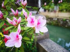 -惠山古镇·寄畅园