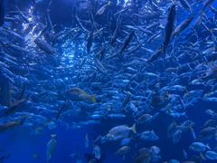 -海合安成都极地海洋公园