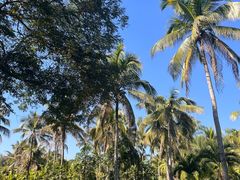 -中国科学院西双版纳热带植物园