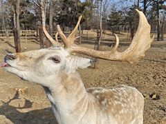 -秦皇岛野生动物园