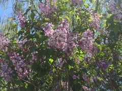 -长春公园(普阳街道)