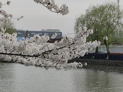 -高东镇樱花园