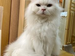 -MOCHA明星猫咖(田子坊店)