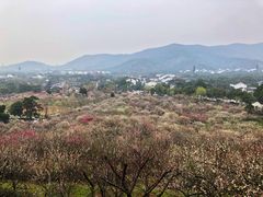 -香雪海