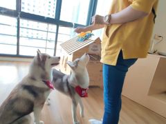 -Husky Go! 哈士奇体验馆·宠物咖啡厅狗咖