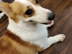 -柯斗斗主题餐厅·狗咖·围炉煮茶·茶饮(国瑞升平里店)