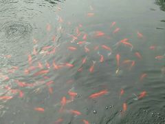 android_upload_pic-中国唐苑