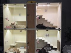-70cat德文卷毛猫·缅因猫纯种猫舍