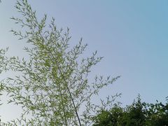 -普洱茶府(博乐广场店)