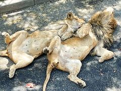 -大连森林动物园