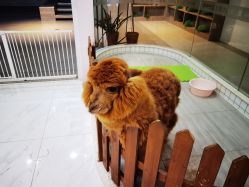 -Moni星球萌宠·小马宝莉·灵蛇·高端高阶全萌宠互动体验俱乐部(红豆国际广场店)