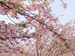 -高东镇樱花园