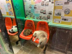 -猫咪博物馆(顶澳仔猫街店)