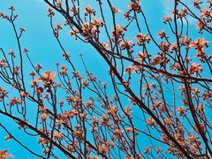 -高东镇樱花园
