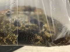 -盒马鲜生(岭南新世界店)