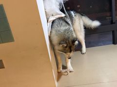 -Husky Go! 哈士奇体验馆·宠物咖啡厅狗咖