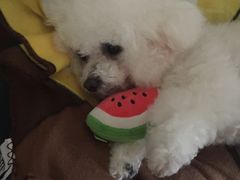 -PETKIT小佩宠物(古北店)