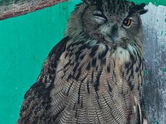 -西霞口神雕山野生动物世界