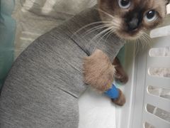 -派特宠物医院(圆融广场店)