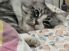 -瑞派·关忠动物医院·猫专科·犬专科(三环新城店)