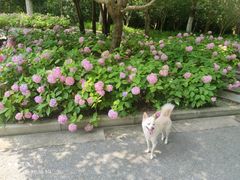 -上海吴淞炮台湾国家湿地公园