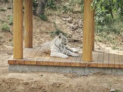 -石家庄市动物园