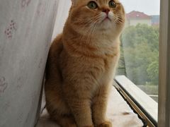 -东方名猫馆·英短金渐层布偶猫舍(环线广场1号楼店)