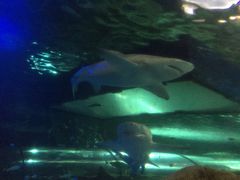 -悉尼海洋生物水族馆