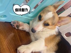 -柯斗斗主题餐厅·狗咖·围炉煮茶·茶饮(国瑞升平里店)