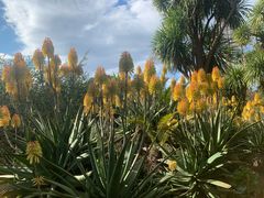 -墨尔本皇家植物园