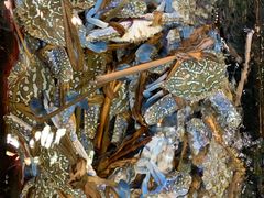 -东江港海鲜城(广雅花园别墅区店)