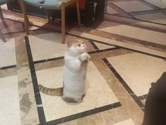 -猫色咖啡·猫咖